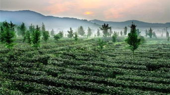 蘇州蘇州旺山九龍?zhí)讹L(fēng)景區(qū)門票