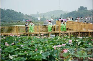 現(xiàn)在就出發(fā) 黃石最新賞荷地圖來了,錯過要等一整年